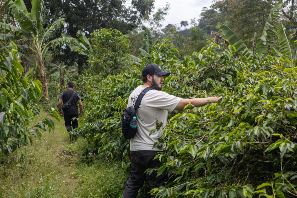 Coffee and Cocoa Tour at San Rafael Farm in Minca