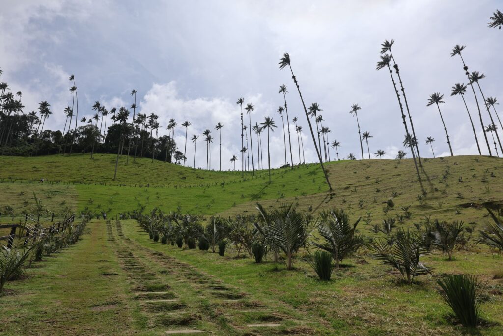 La Carbonera Wax Palm Forest Hike & Downhill on Bike
