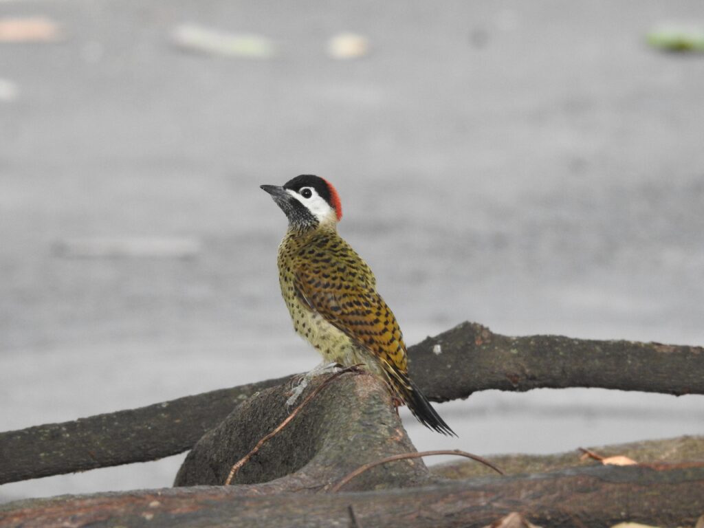Birdwatching Tour at Cali River